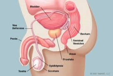 Prostate Enlargement (BPH)